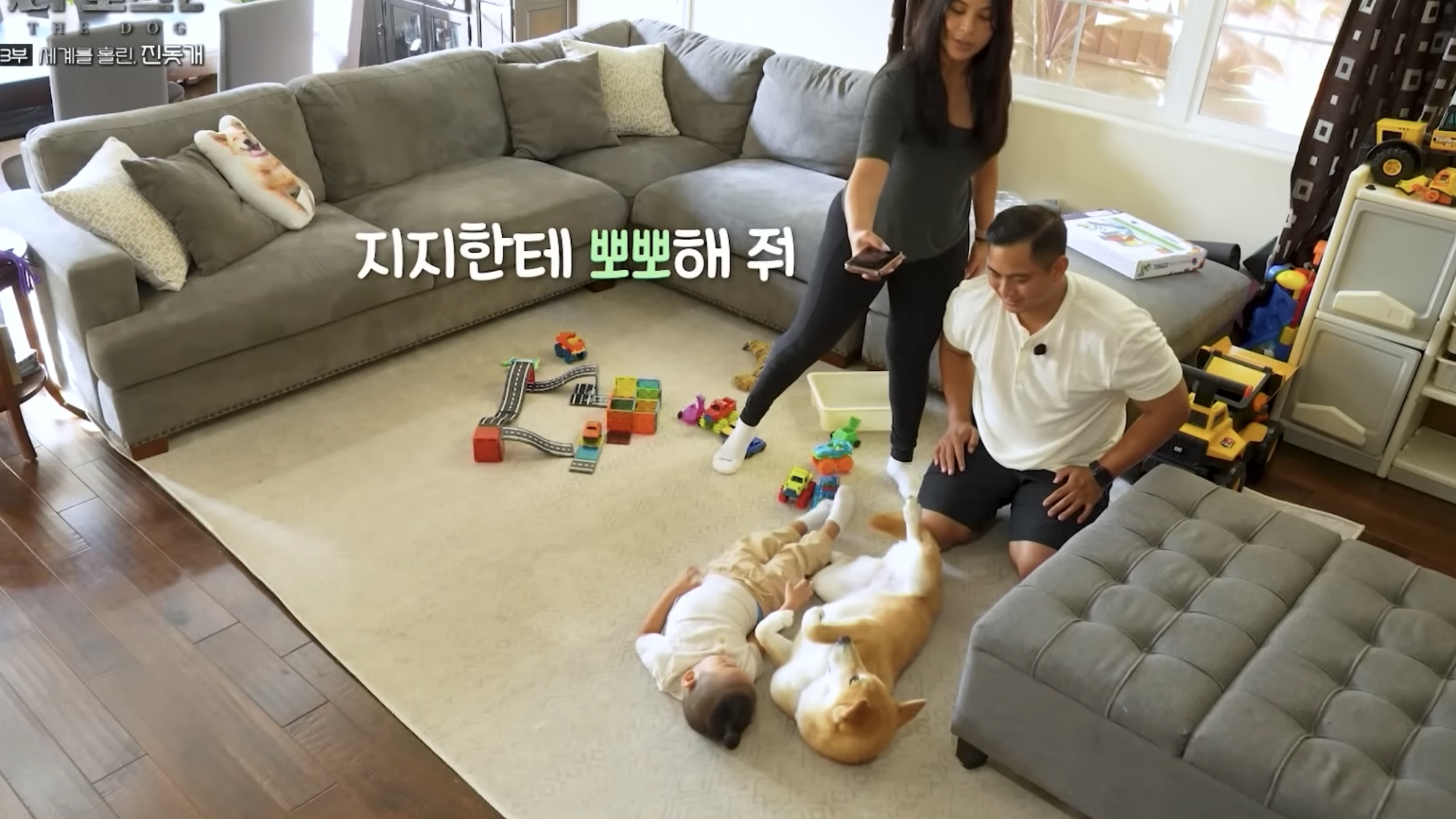 사랑받는 진돗개 보면서 힐링하고 싶은 사람??? | 인스티즈