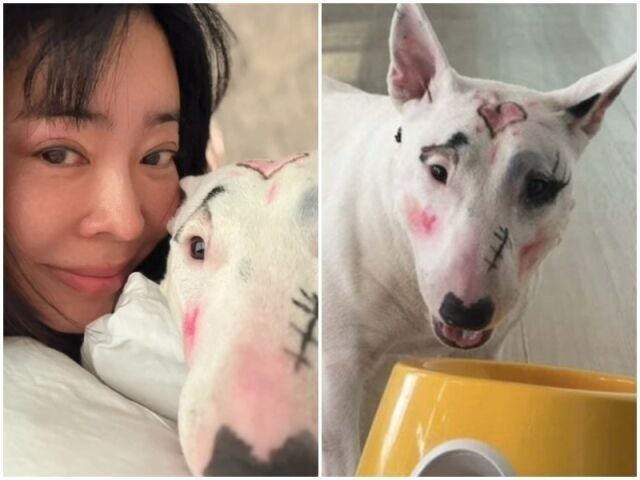 "욕먹더니 화장 지웠네"…이혜영, 반려견 동물학대 논란 후 '민낯' 근황 | 인스티즈