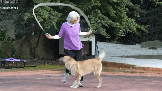 사랑받는 진돗개 보면서 힐링하고 싶은 사람??? | 인스티즈