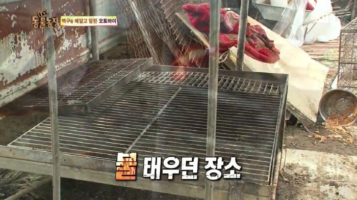 [TV동물농장] 동물농장에서 방송된 인천의 한 개 도축장의 현실.jpg | 인스티즈