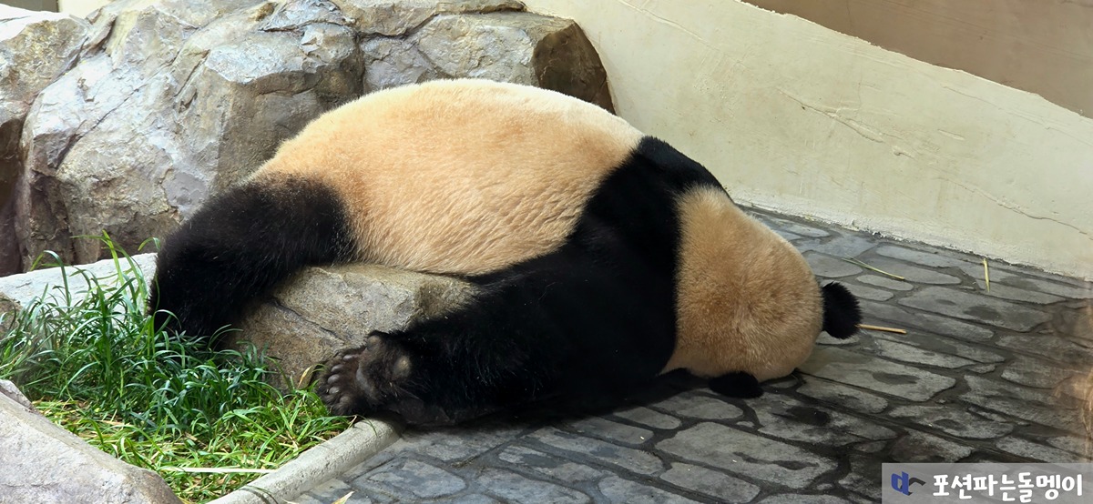 아침 물놀이 후 떡실신한 루이바오🐼💜 | 인스티즈