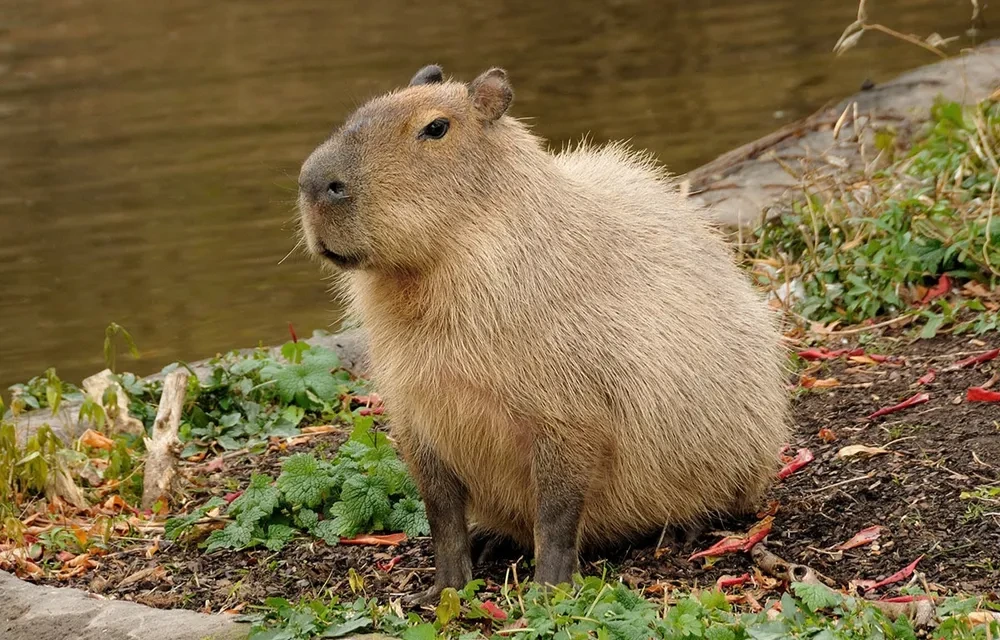 나는 이거 "실제로” 본 적 있다vs없다 | 인스티즈
