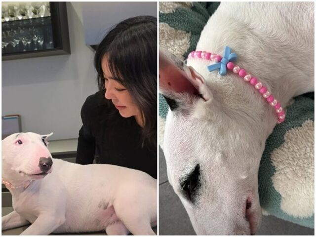 "욕먹더니 화장 지웠네"…이혜영, 반려견 동물학대 논란 후 '민낯' 근황 | 인스티즈