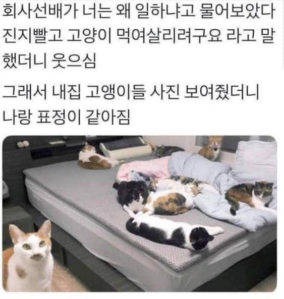 수달은 새끼를 낳으면 이곳저곳 돌아다니며 자랑하는 습성이 있습니다 | 인스티즈