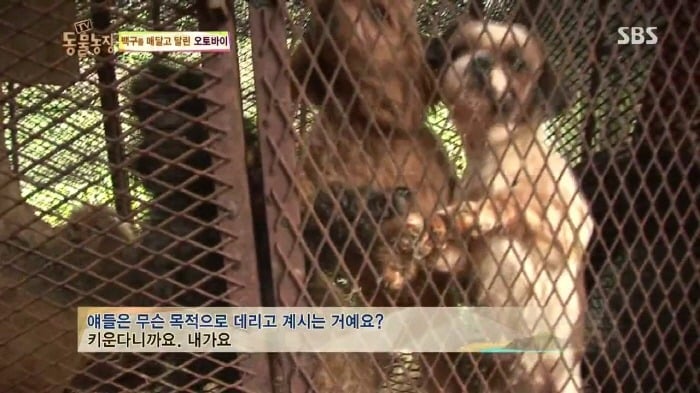 [TV동물농장] 동물농장에서 방송된 인천의 한 개 도축장의 현실.jpg | 인스티즈