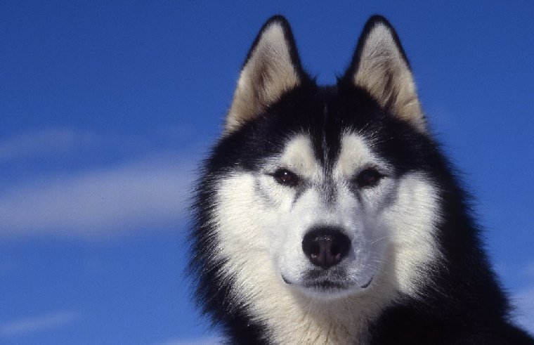 견종 이야기 - 시베리안 허스키 | 인스티즈