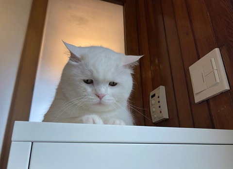 고양이 가자미눈 | 인스티즈