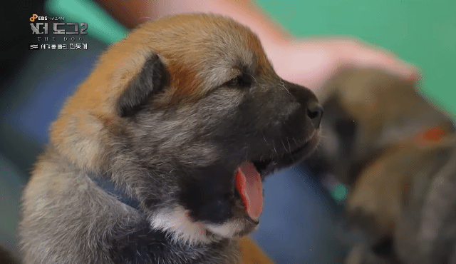 사랑받는 진돗개 보면서 힐링하고 싶은 사람??? | 인스티즈