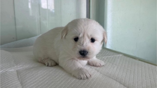 현재 논란중인 강아지 구조 상태 ......jpg | 인스티즈