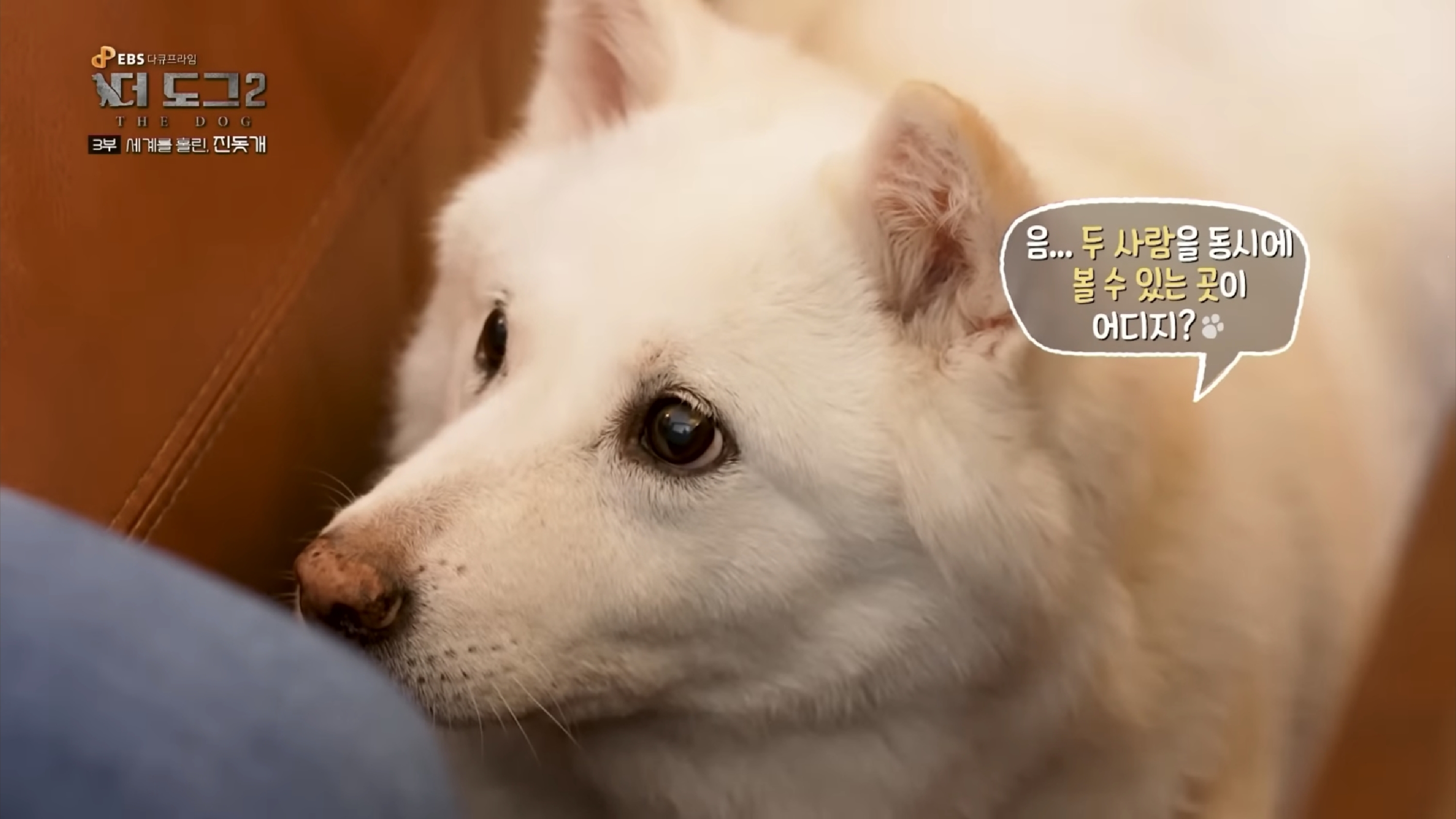 사랑받는 진돗개 보면서 힐링하고 싶은 사람??? | 인스티즈