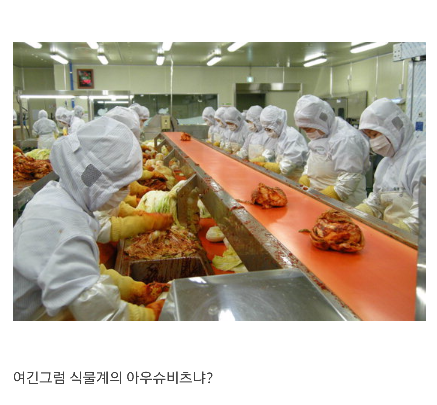 설리 식물 학대 펨코 반응 | 인스티즈