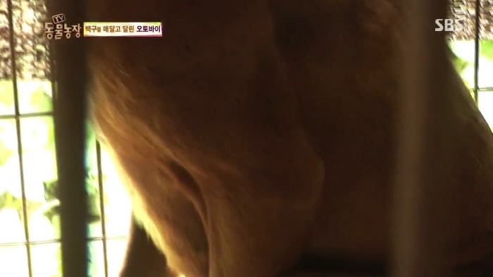 [TV동물농장] 동물농장에서 방송된 인천의 한 개 도축장의 현실.jpg | 인스티즈