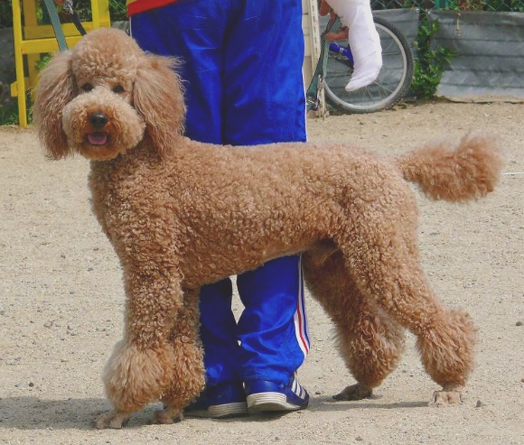 푸들의 원래 크기 | 인스티즈