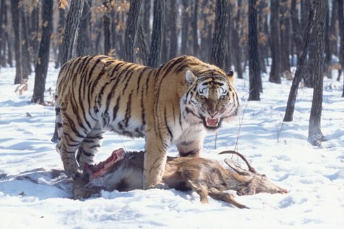 이 복장 착용하고 호랑이랑 맞짱떠서 이기면 수지랑 결혼. 도전 vs 포기 | 인스티즈