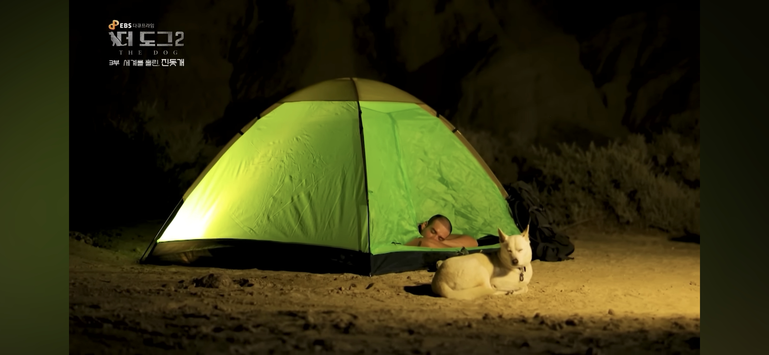 사랑받는 진돗개 보면서 힐링하고 싶은 사람??? | 인스티즈