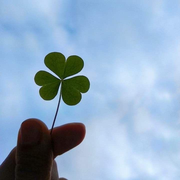 행운 무료 나눔 ➿ 🍀 (행복은 덤 . . ☘️) | 인스티즈