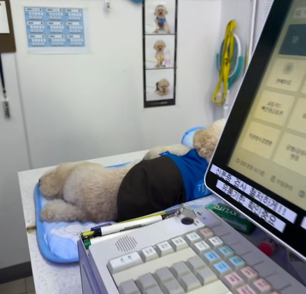 실시간 난리난 편의점에서 이불깔고 베개베고 누워있는 점장 | 인스티즈