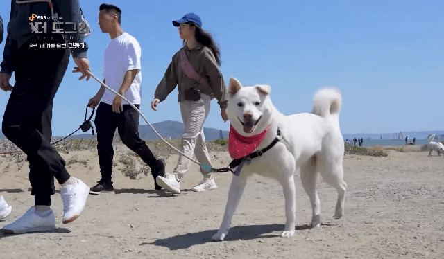 사랑받는 진돗개 보면서 힐링하고 싶은 사람??? | 인스티즈
