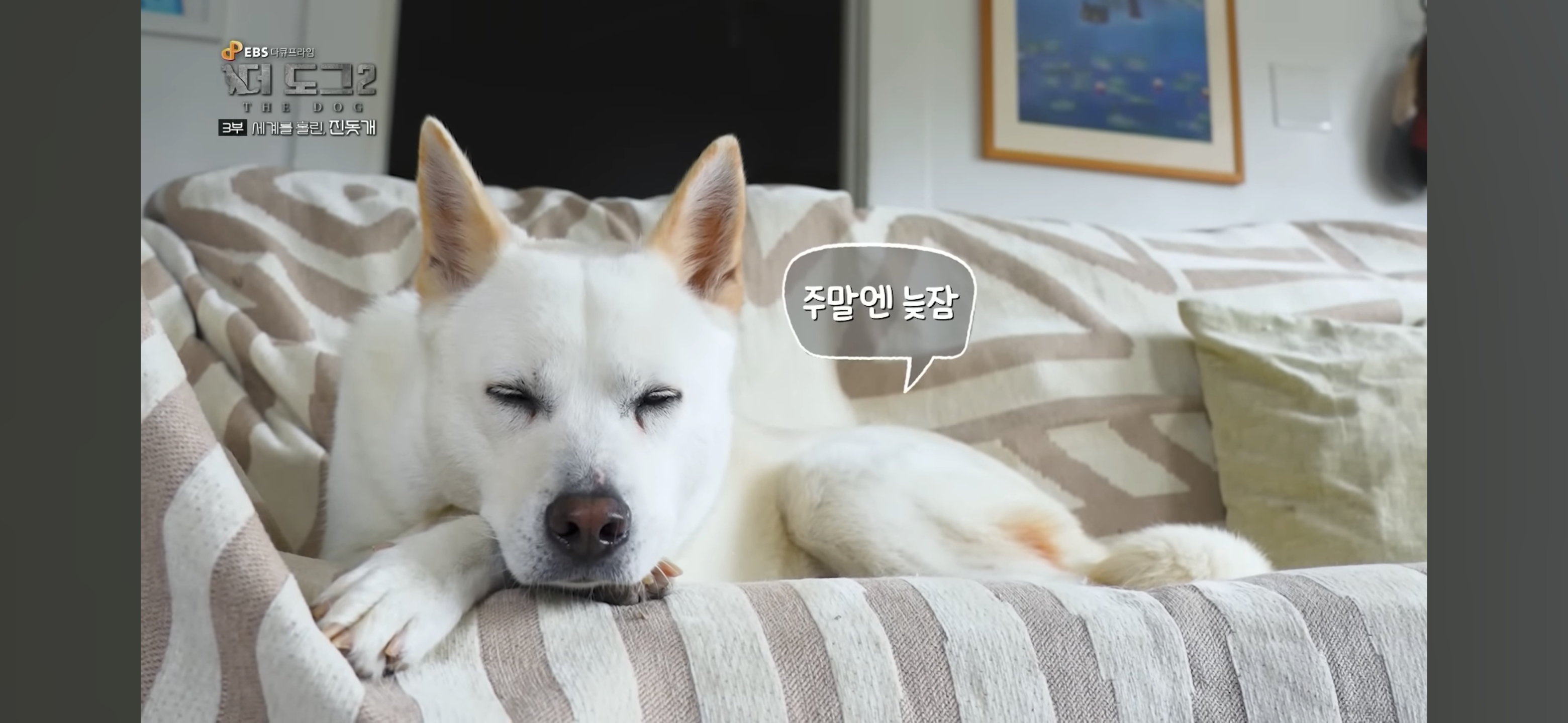 사랑받는 진돗개 보면서 힐링하고 싶은 사람??? | 인스티즈