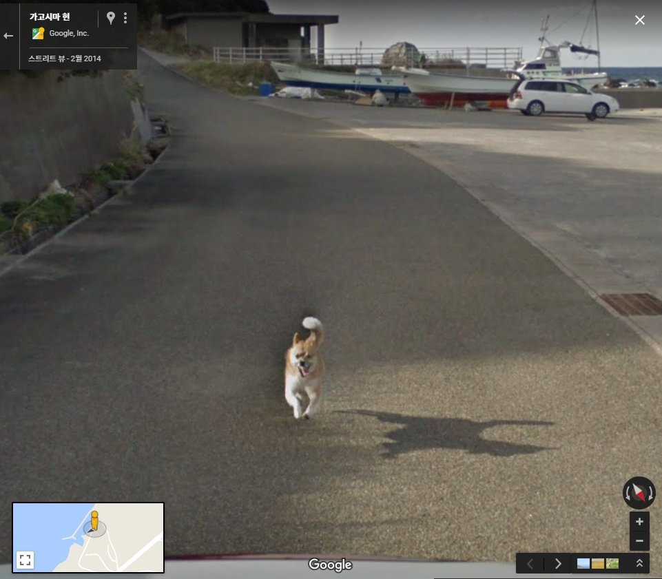 구글맵 스트리트뷰에 찍힌 댕댕이 | 인스티즈