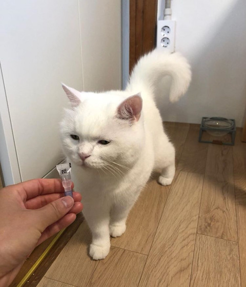 고양이 가자미눈 | 인스티즈