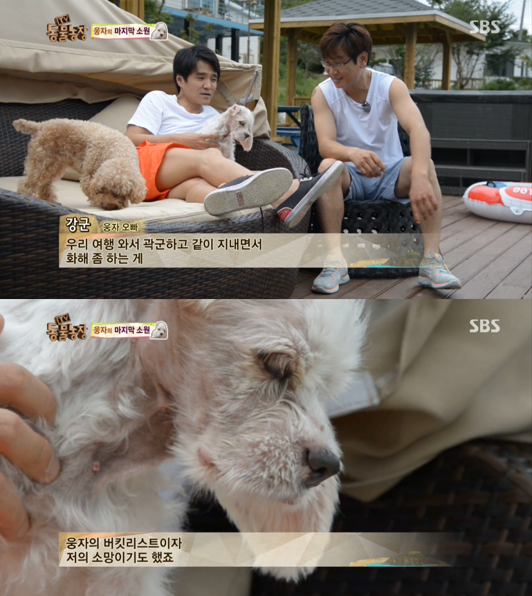 동물농장이 낳은 최고의 스타견 웅자 근황 | 인스티즈