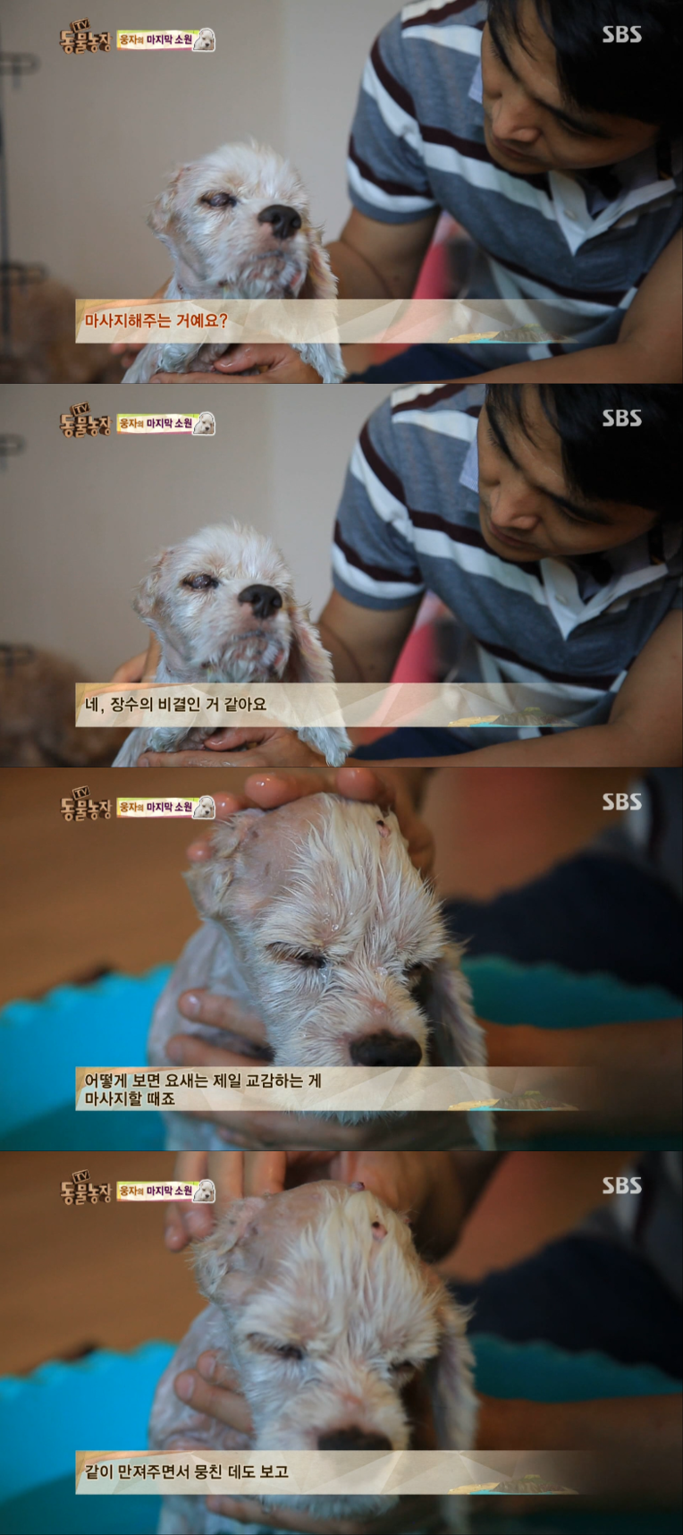 동물농장이 낳은 최고의 스타견 웅자 근황 | 인스티즈