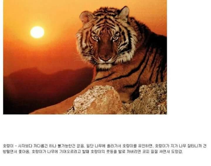 각 동물과의 1대1싸움공략법.JPG (유용정보) | 인스티즈