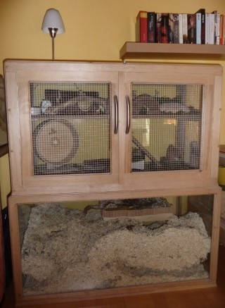 햄스터에 대해 사람들이 오해하는 사실 | 인스티즈