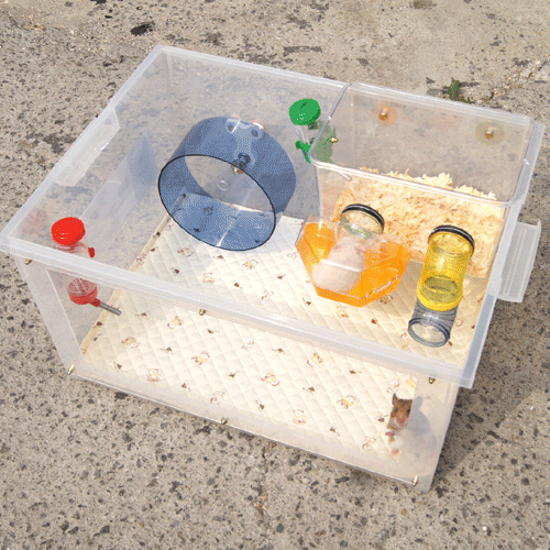 햄스터에 대해 사람들이 오해하는 사실 | 인스티즈