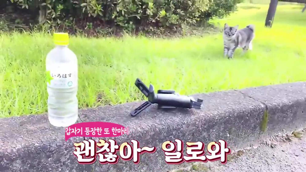 [스압주의] 일본인 캣맘 유튜버 1편 - 포크레인으로 마당 갈아엎음 | 인스티즈