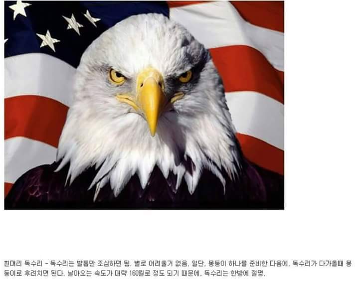 각 동물과의 1대1싸움공략법.JPG (유용정보) | 인스티즈