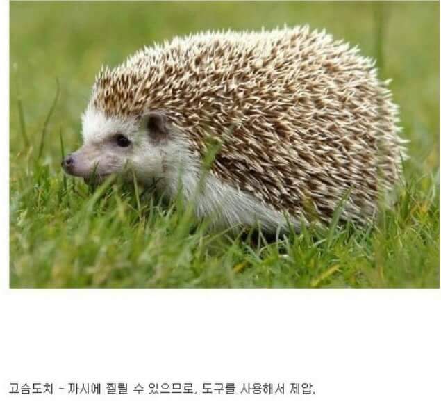 각 동물과의 1대1싸움공략법.JPG (유용정보) | 인스티즈