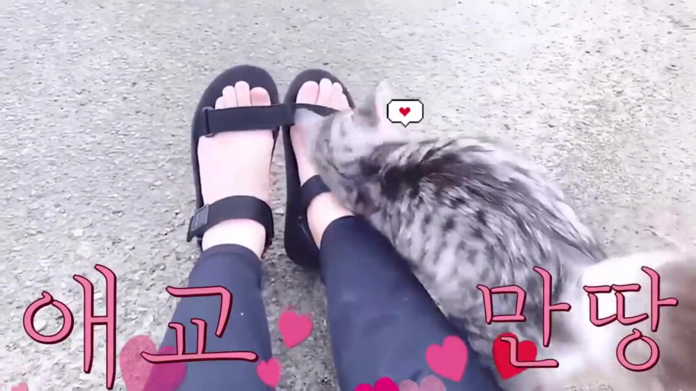 [스압주의] 일본인 캣맘 유튜버 1편 - 포크레인으로 마당 갈아엎음 | 인스티즈