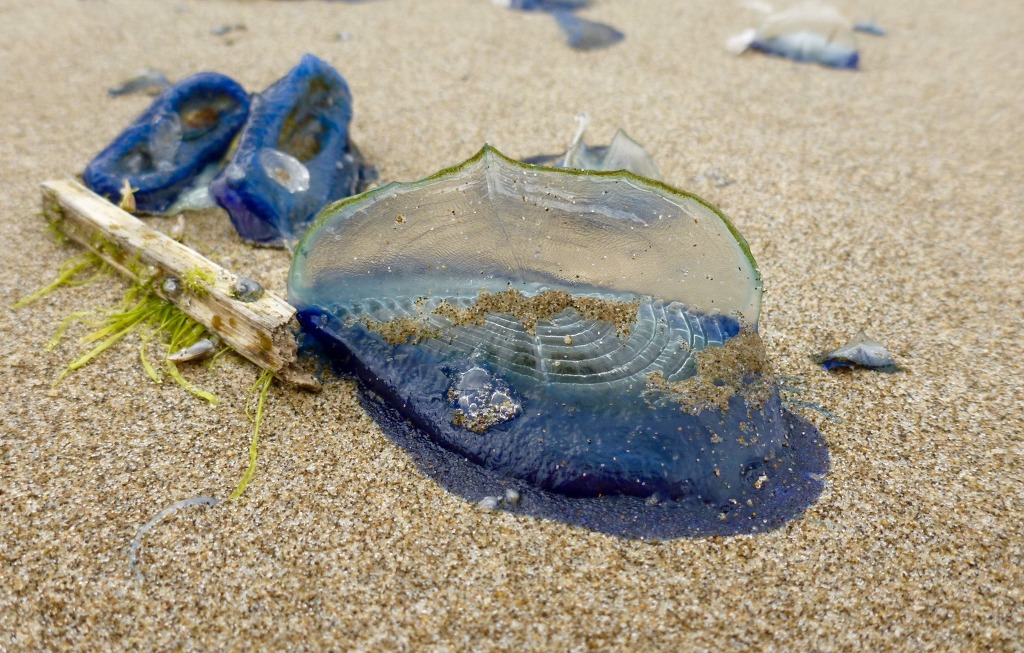 특이한 동물들(다소 징그러움 주의) | 인스티즈