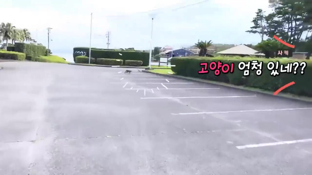 [스압주의] 일본인 캣맘 유튜버 1편 - 포크레인으로 마당 갈아엎음 | 인스티즈