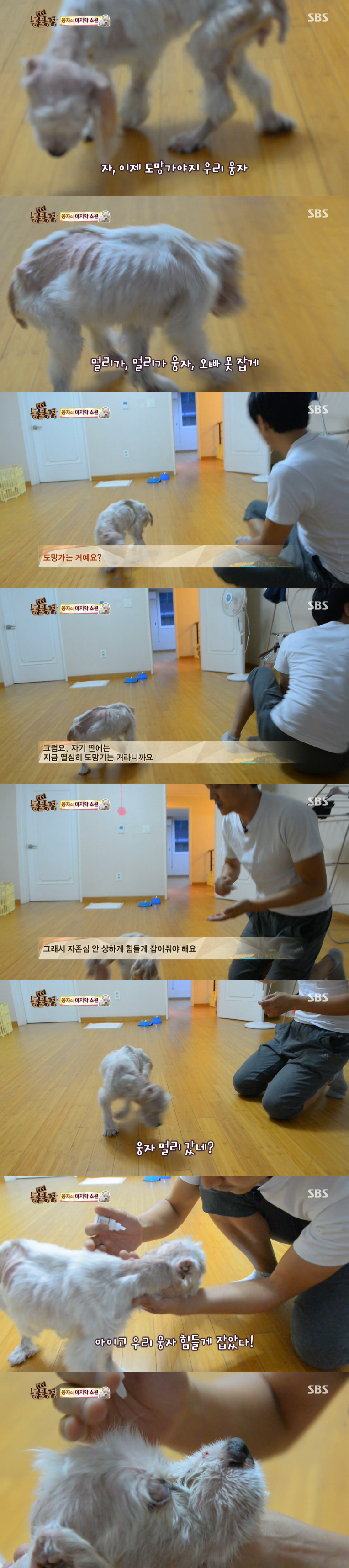 동물농장이 낳은 최고의 스타견 웅자 근황 | 인스티즈