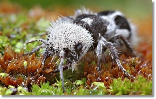  특이한 동물들(다소 징그러움 주의) | 인스티즈