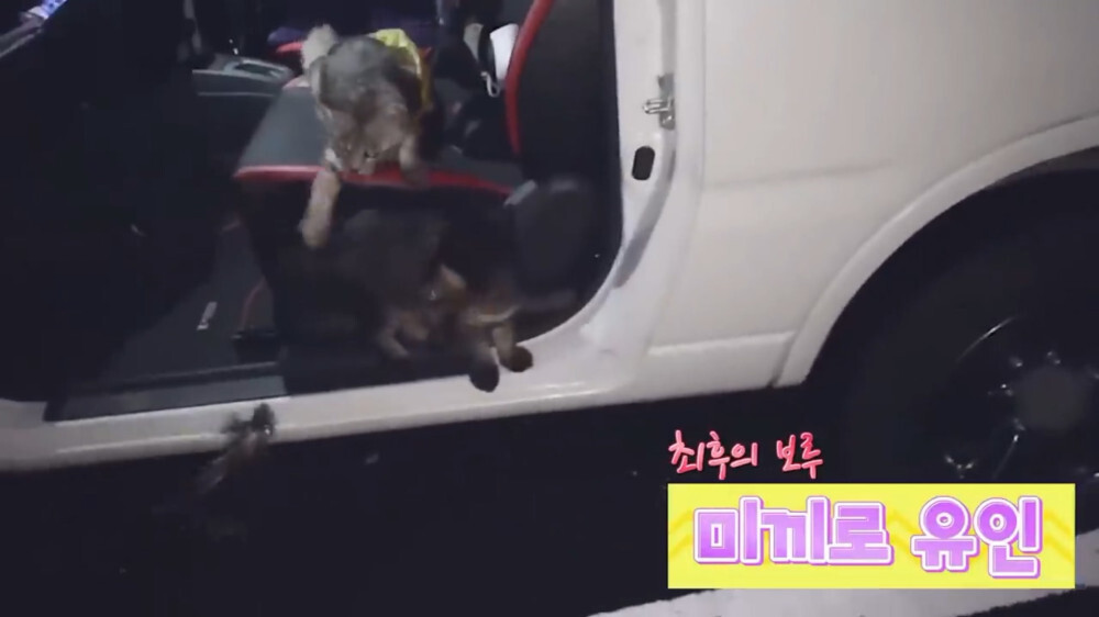 [스압주의] 일본인 캣맘 유튜버 1편 - 포크레인으로 마당 갈아엎음 | 인스티즈