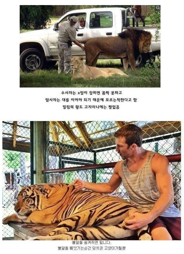고환 차려다가 빗나가면 더 위험해지는거 아니야? ; | 인스티즈