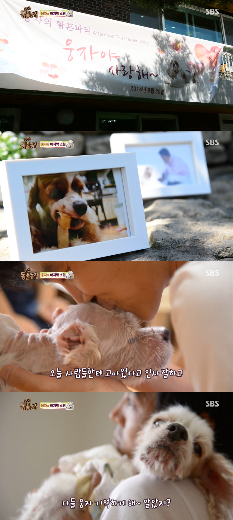동물농장이 낳은 최고의 스타견 웅자 근황 | 인스티즈