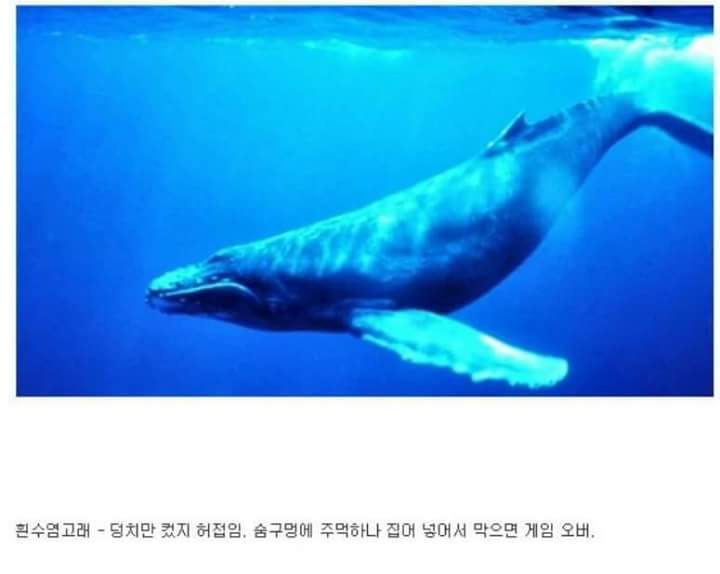 각 동물과의 1대1싸움공략법.JPG (유용정보) | 인스티즈