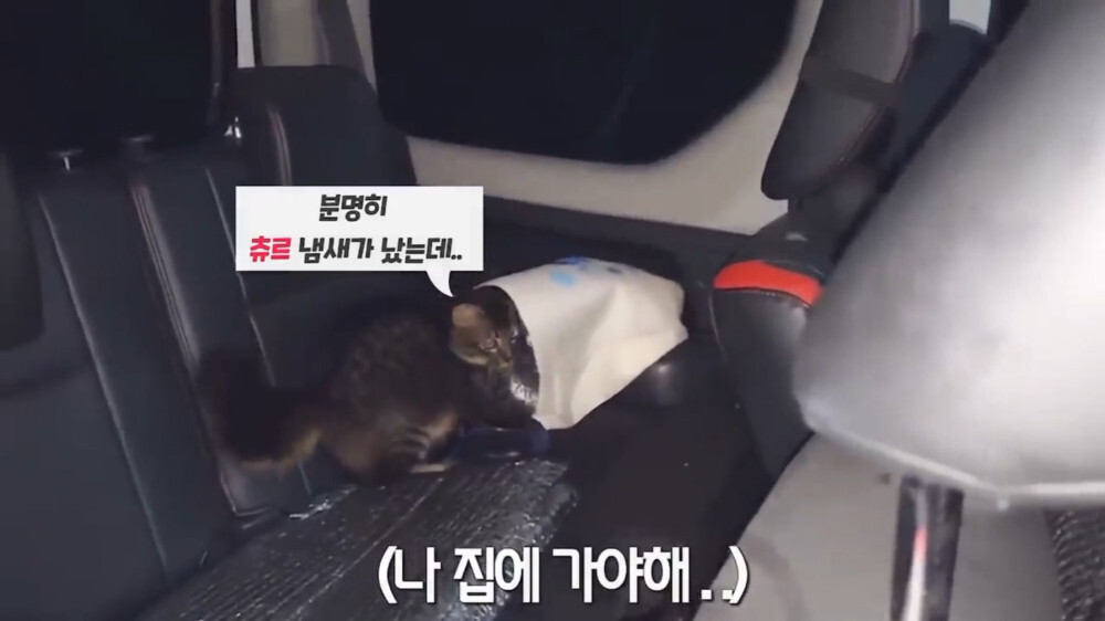 [스압주의] 일본인 캣맘 유튜버 1편 - 포크레인으로 마당 갈아엎음 | 인스티즈