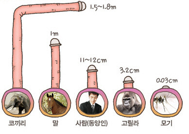 동물 성기 크기.jpg | 인스티즈
