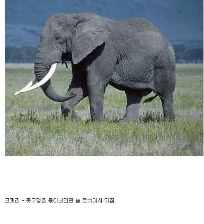 각 동물과의 1대1싸움공략법.JPG (유용정보) | 인스티즈