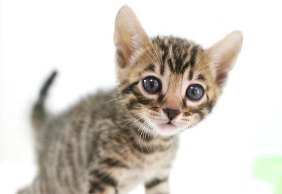 호피무늬가 정말정말 멋있는! 뱅갈고양이에 대하여 | 인스티즈