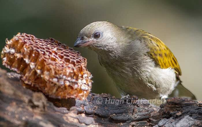 분노조절안되는 미친동물 벌꿀오소리를 알아보자! (제법 귀여움 주의) | 인스티즈