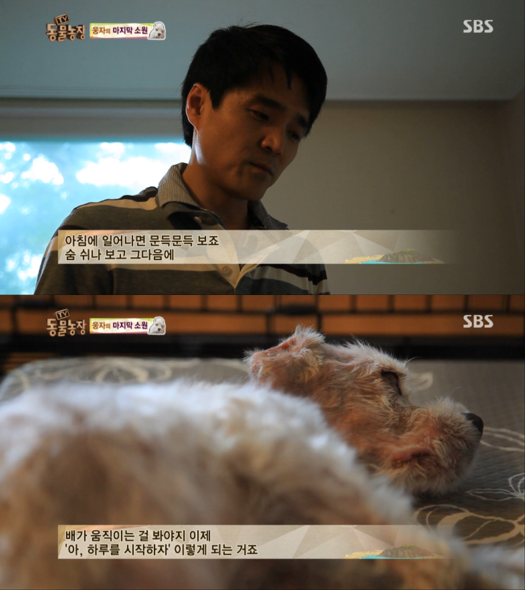 동물농장이 낳은 최고의 스타견 웅자 근황 | 인스티즈