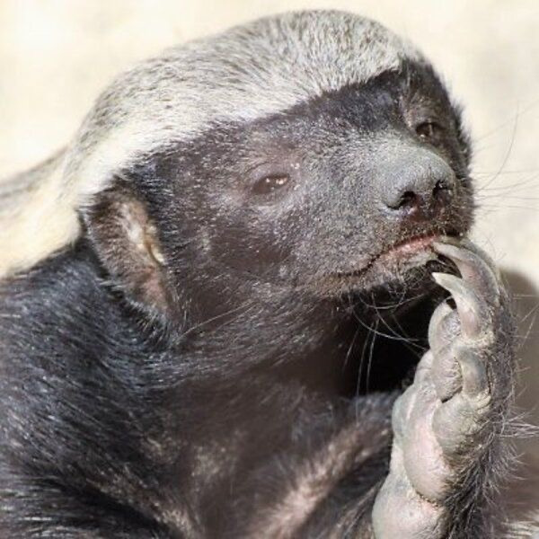 분노조절안되는 미친동물 벌꿀오소리를 알아보자! (제법 귀여움 주의) | 인스티즈