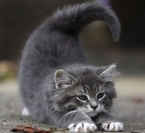 [정보] 유용한 요가자세 - 고양이자세.jpgif | 인스티즈